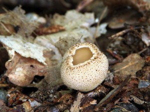 IMG_6276.jpg