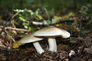 IMG_6283.jpg