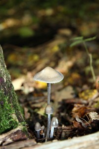 IMG_6285.jpg