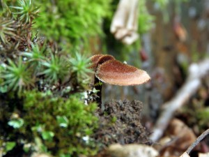 IMG_6453.JPG