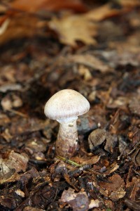 IMG_6489.jpg