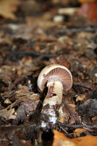 IMG_6493.jpg