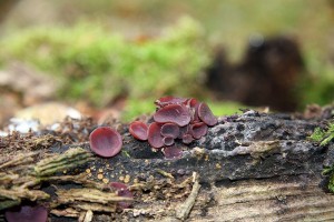 IMG_6499.jpg