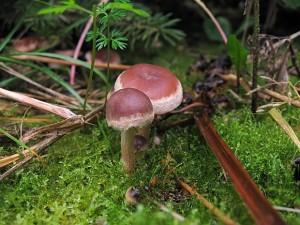 IMG_6546.jpg