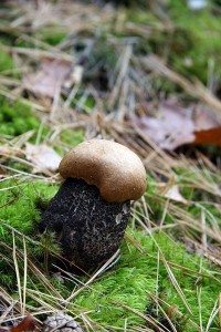 IMG_6557.jpg