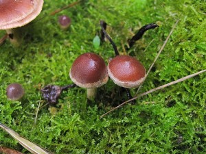 IMG_6562.jpg