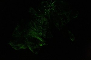IMG_6587mm.jpg