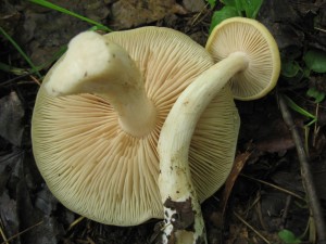 IMG_6630_r.JPG
