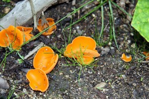 IMG_6635.jpg