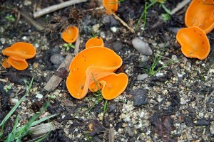 IMG_6637.jpg