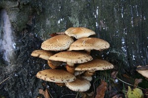 IMG_6724.jpg