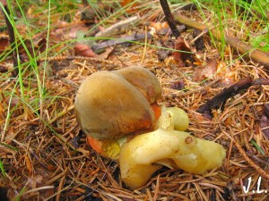 IMG_6848.jpg