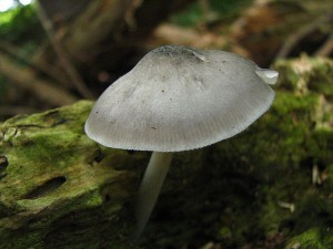 IMG_6970.jpg