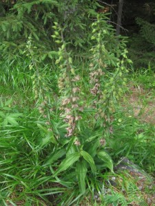 IMG_7060_r.JPG