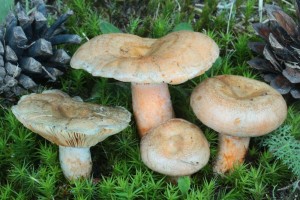 IMG_7109.jpg