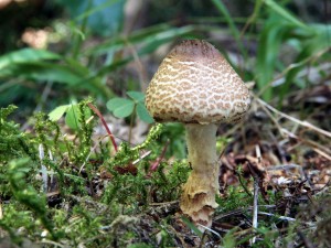 IMG_7121.JPG