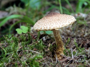 IMG_7122.JPG