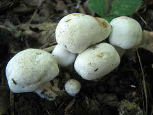 IMG_7193.jpg