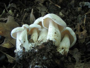 IMG_7197.jpg