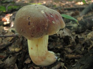 IMG_7274.jpg