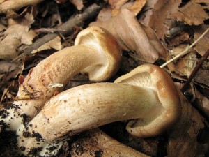 IMG_7335.jpg