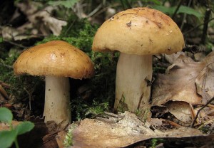 IMG_7378.jpg