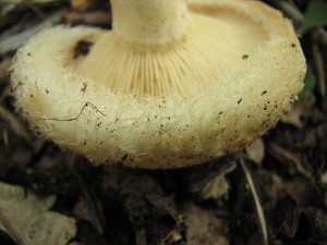 IMG_7606.jpg