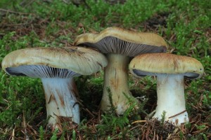 IMG_7691.jpg