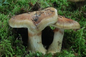 IMG_7703.jpg