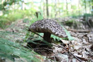 IMG_7739_ikovec ern.JPG
