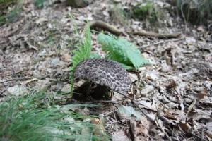 IMG_7740_ikovec ern.JPG