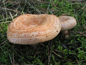 IMG_7793.jpg