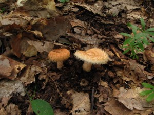IMG_8175_1.jpg