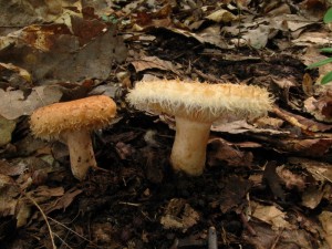 IMG_8176_1.jpg