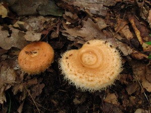 IMG_8179_1.jpg