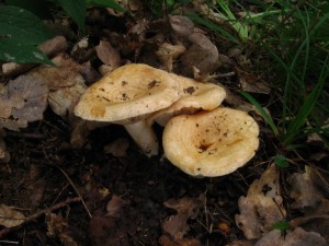 IMG_8226_1.jpg