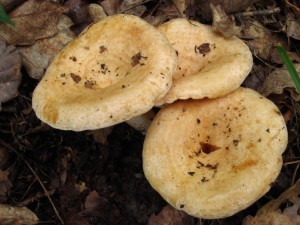 IMG_8228_1.jpg
