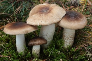 IMG_8248.jpg