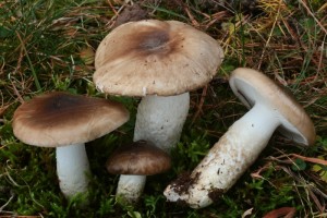 IMG_8261.jpg