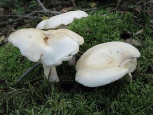 IMG_8644.jpg