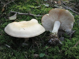 IMG_8646.jpg