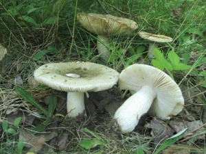 IMG_8724.jpg