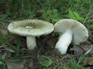 IMG_8726.jpg