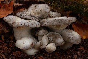 IMG_8922.jpg