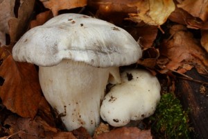 IMG_9073.jpg