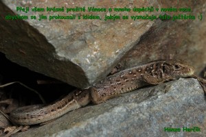 IMG_9095.JPG