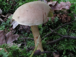 IMG_9236 - kopie.jpg