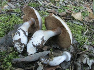 IMG_9499.jpg