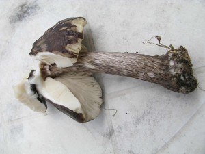 IMG_9814.jpg