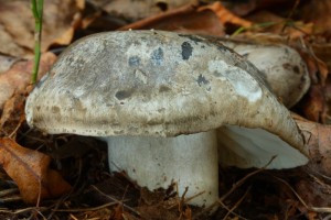 IMG_9993.jpg